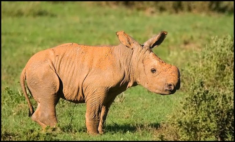 Rhino calf at Kariega Earth Day.jpg